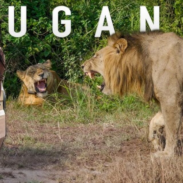A 4-Day Immersive Uganda Adventure
