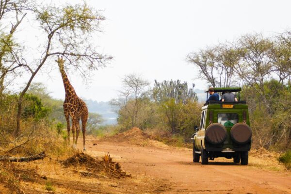 4 Days Nyungwe and Akagera Safari