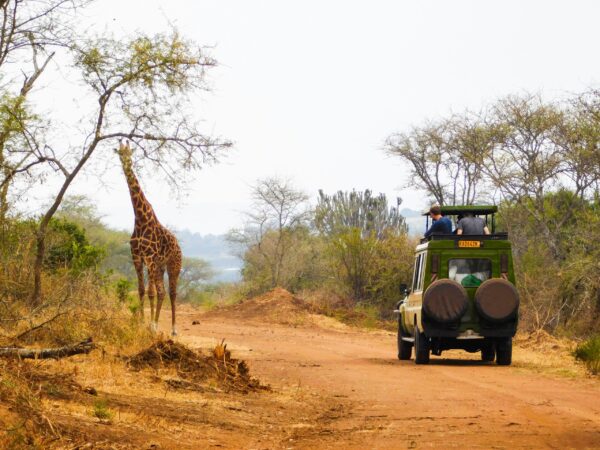 4 Days Nyungwe and Akagera Safari