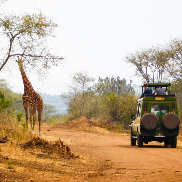 4 Days Nyungwe and Akagera Safari