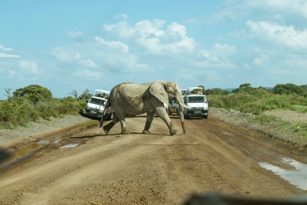 1 Day Safari to Amboseli National Park