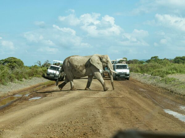 1 Day Safari to Amboseli National Park
