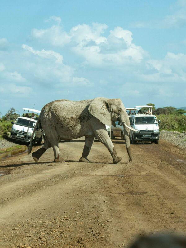 1 Day Safari to Amboseli National Park