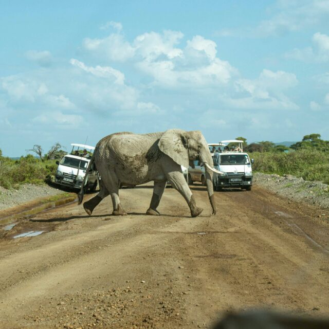 1 Day Safari to Amboseli National Park