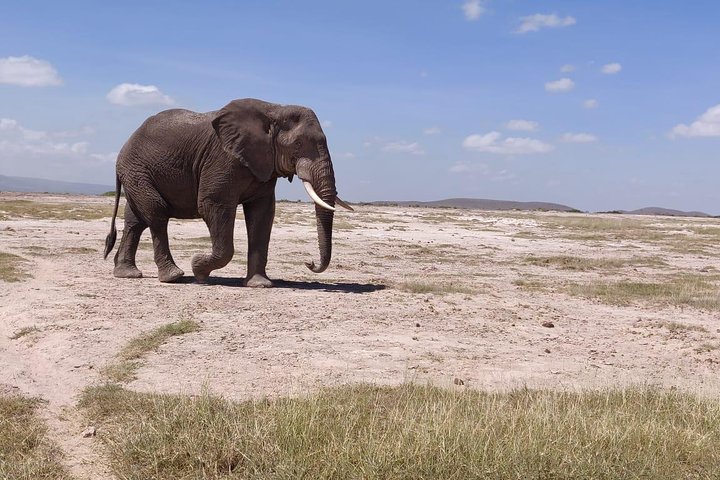 One of the standout features of Mkomazi National Park is its focus on the conservation of rare and endangered species, and it is home to some of the most sought-after animals in East Africa. Among the park’s most iconic residents are the black rhinos and African wild dogs, both of which have been the focus of successful conservation efforts.
