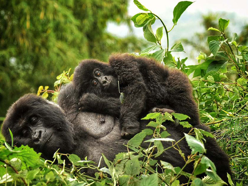 Gorilla eye contact in misty Bwindi forest
