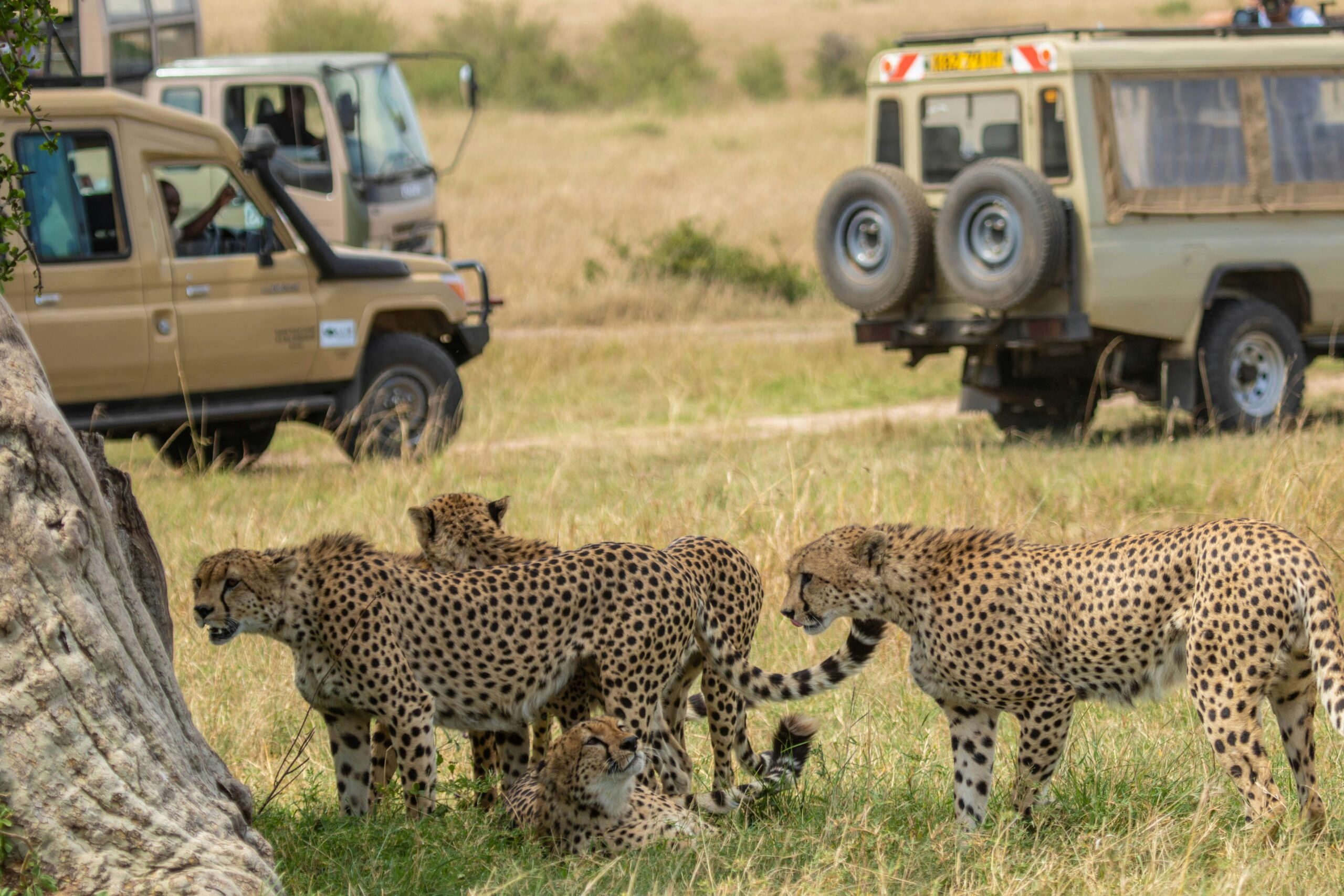 Lions in the jungle safari experience