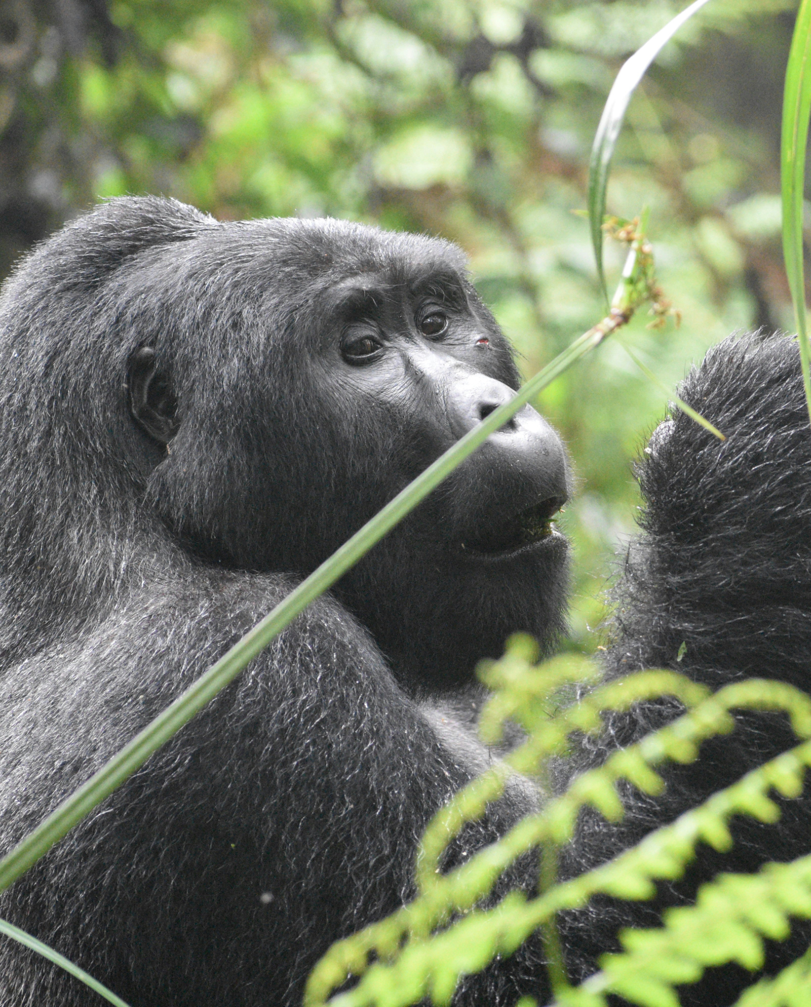 Mountain gorillas in Rwanda during a gorilla trekking safari experience