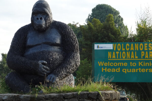 1 Day Rwanda Gorilla Trekking Safari In The Volcanoes National Park