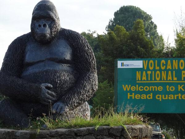 1 Day Rwanda Gorilla Trekking Safari In The Volcanoes National Park