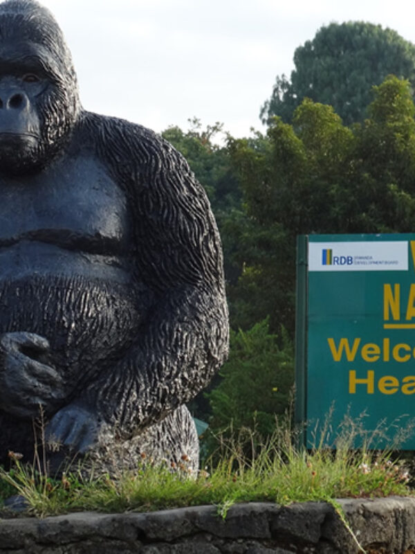 1 Day Rwanda Gorilla Trekking Safari In The Volcanoes National Park