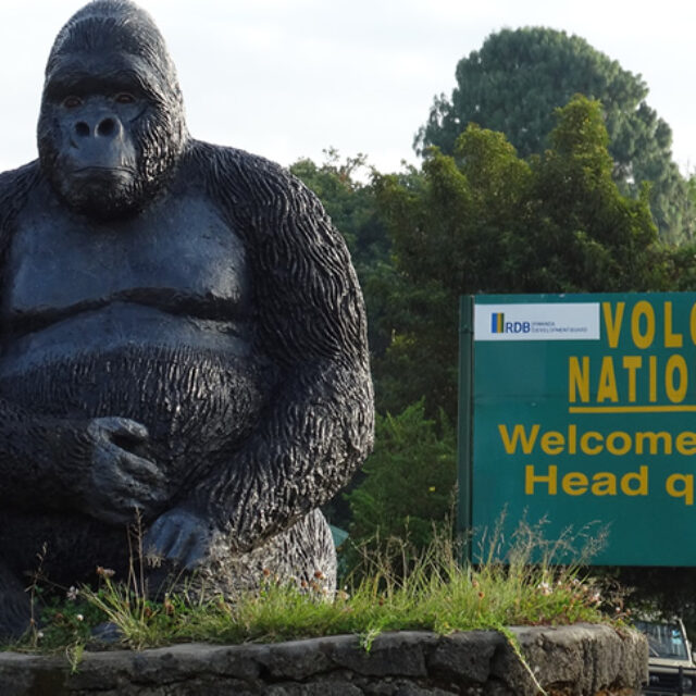 1 Day Rwanda Gorilla Trekking Safari In The Volcanoes National Park