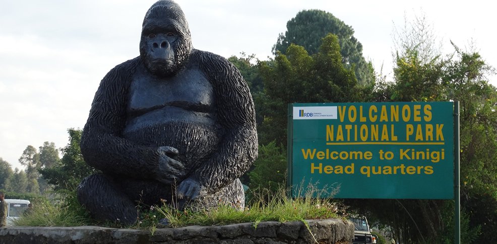 our 4 Day Rwanda Gorilla & Golden Monkey Tour begins when your Boots in the Jungle Safaris driver-guide meets you at Kigali International Airport, your city hotel or another agreed location in Kigali.
