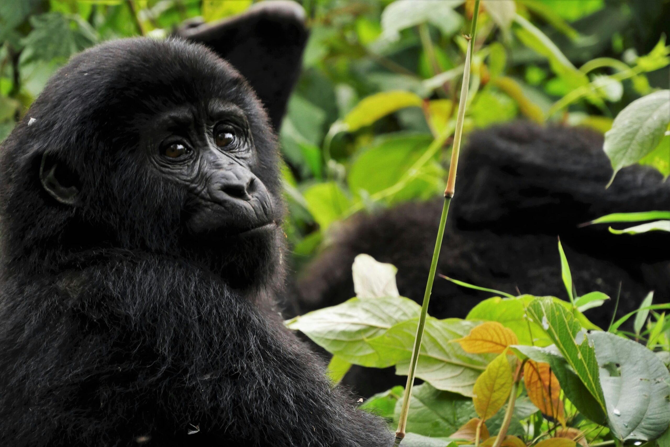 Young mountain gorilla portrait