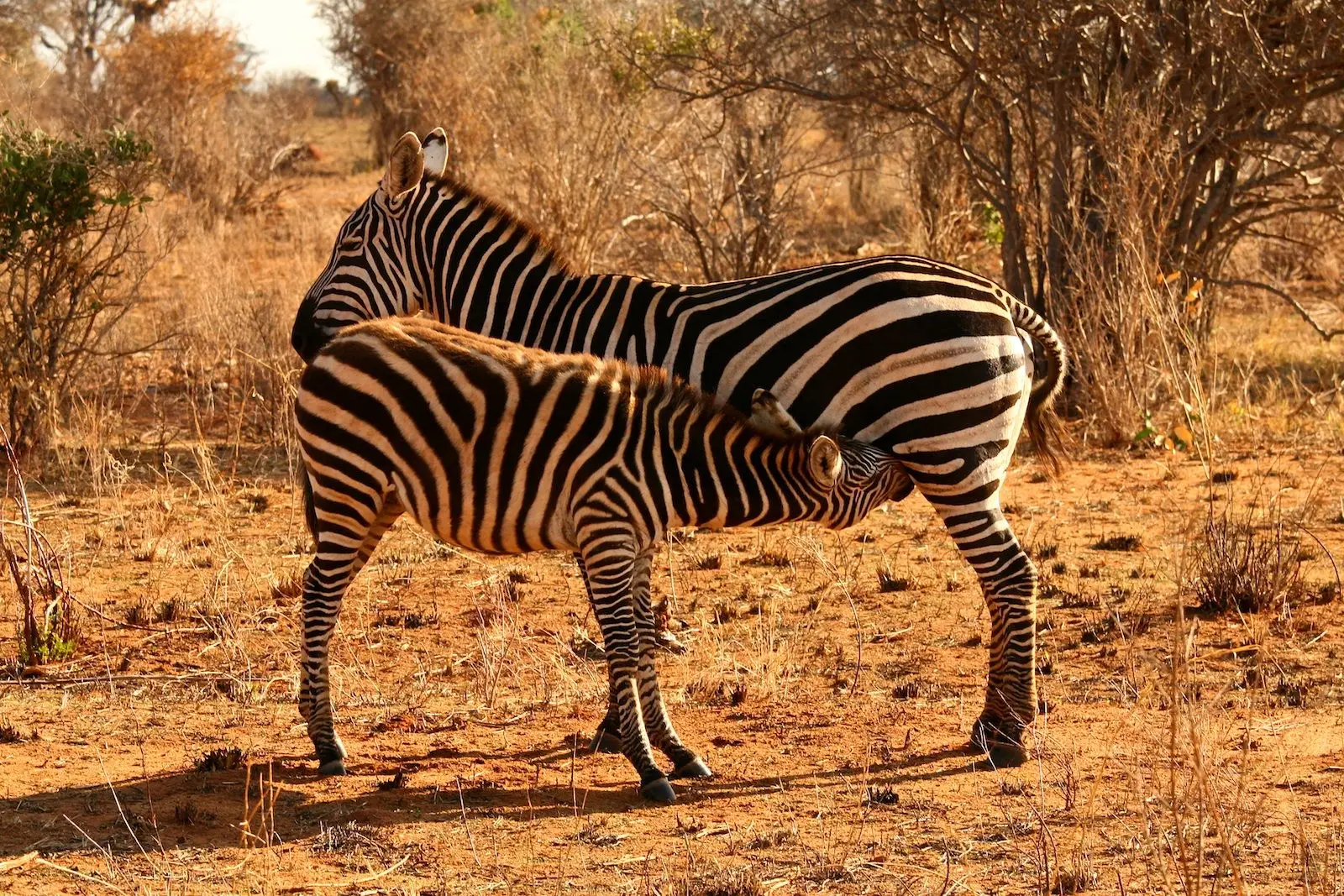 Zebras on safari in Africa