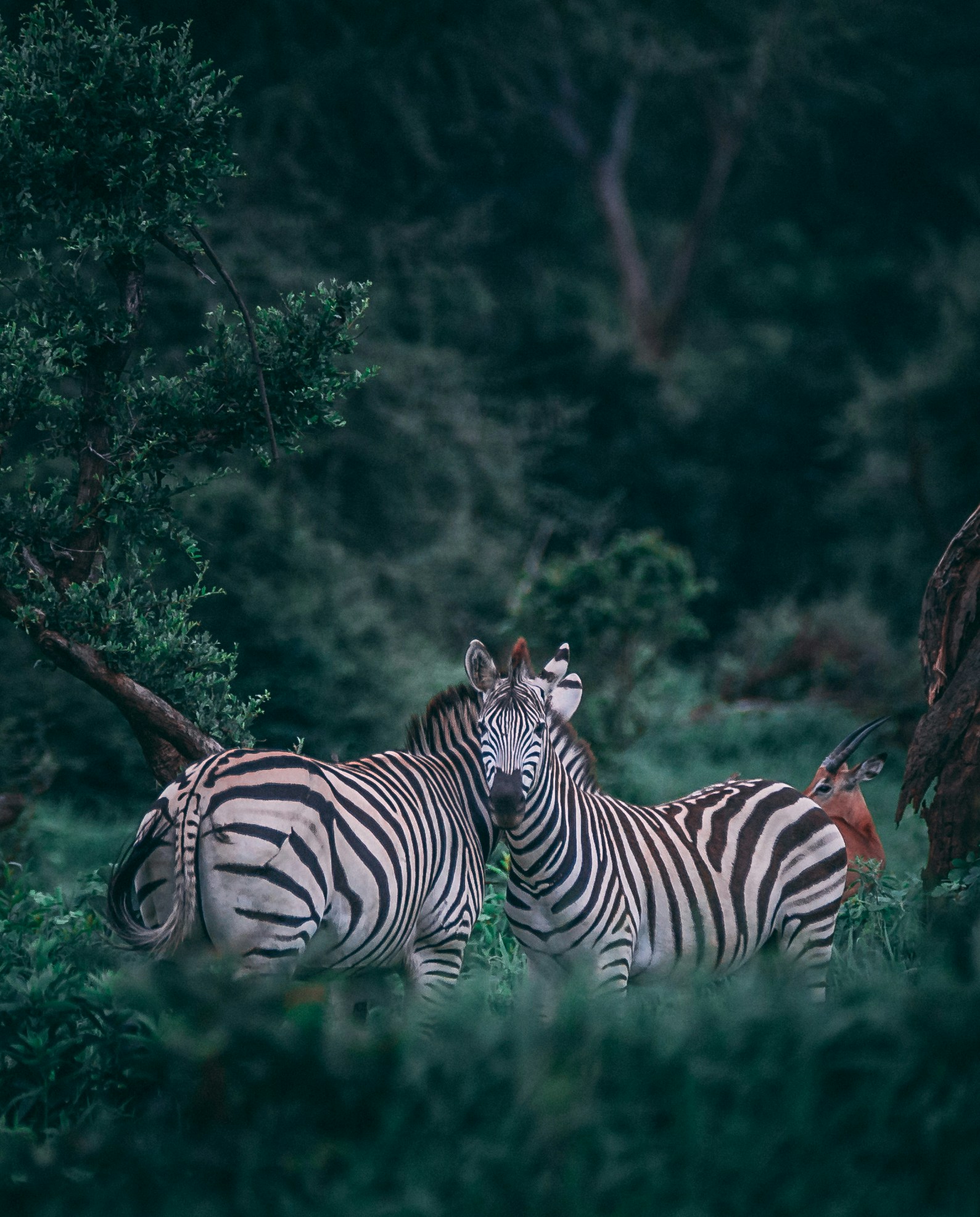 Zebras in the Wild