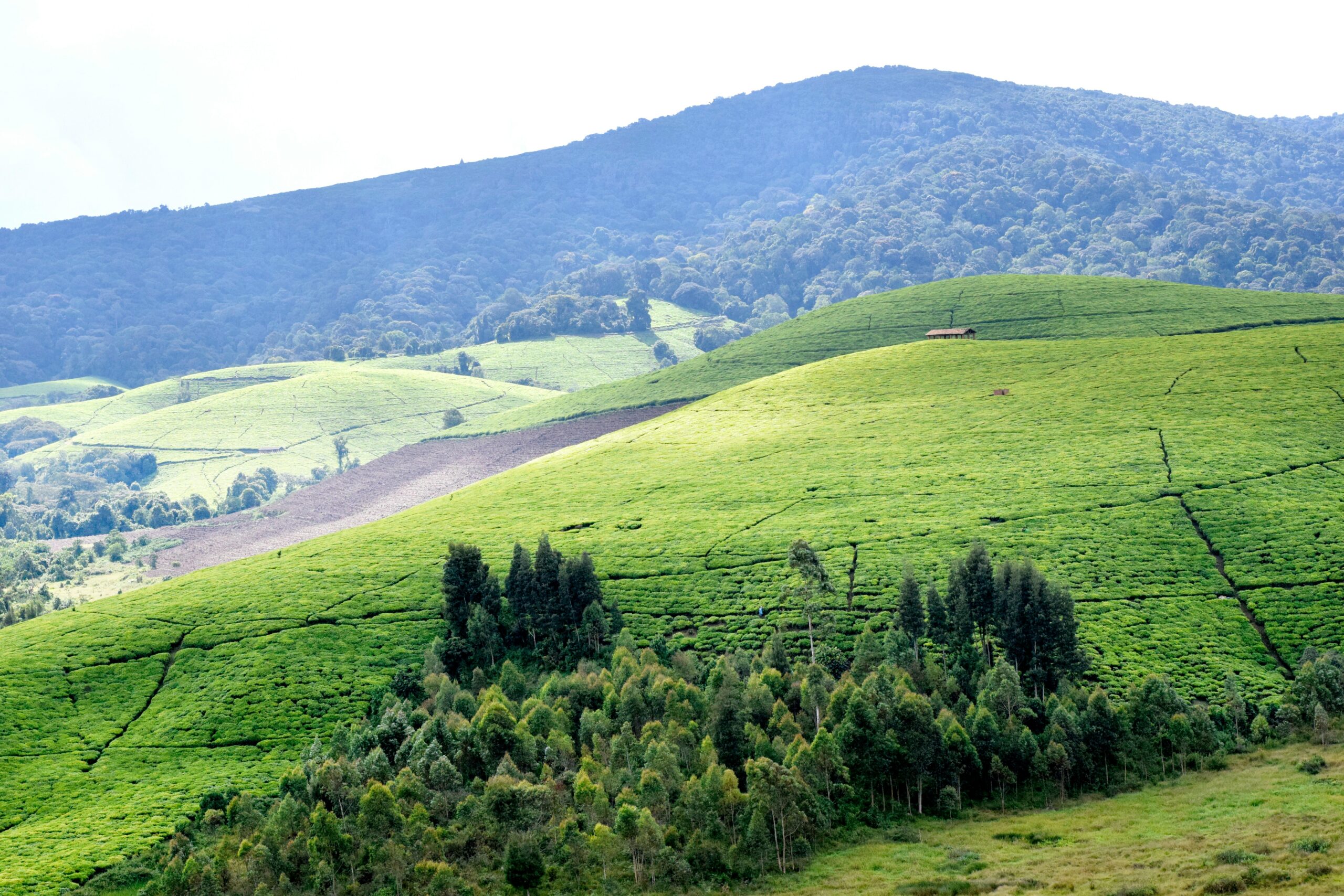Rwanda produces some of Africa's finest specialty coffee and high-quality tea, making agricultural tourism an important part of many Rwanda Cultural Tours.
