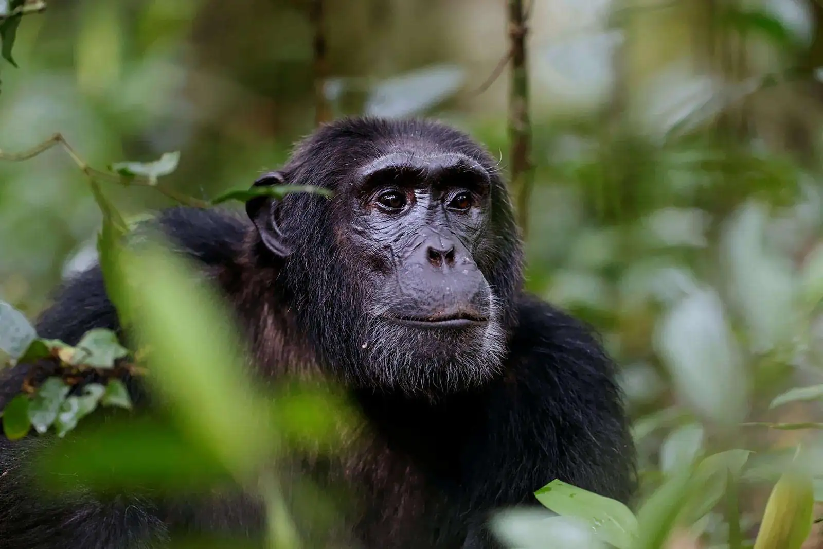 Chimpanzee trekking in Nyungwe Forest