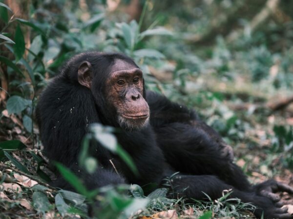 3-Day Gorilla Trekking Itinerary in Bwindi National Park