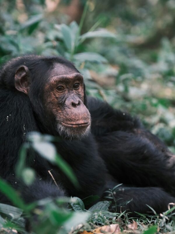 3-Day Gorilla Trekking Itinerary in Bwindi National Park