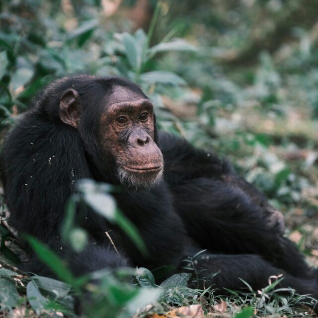 3-Day Gorilla Trekking Itinerary in Bwindi National Park