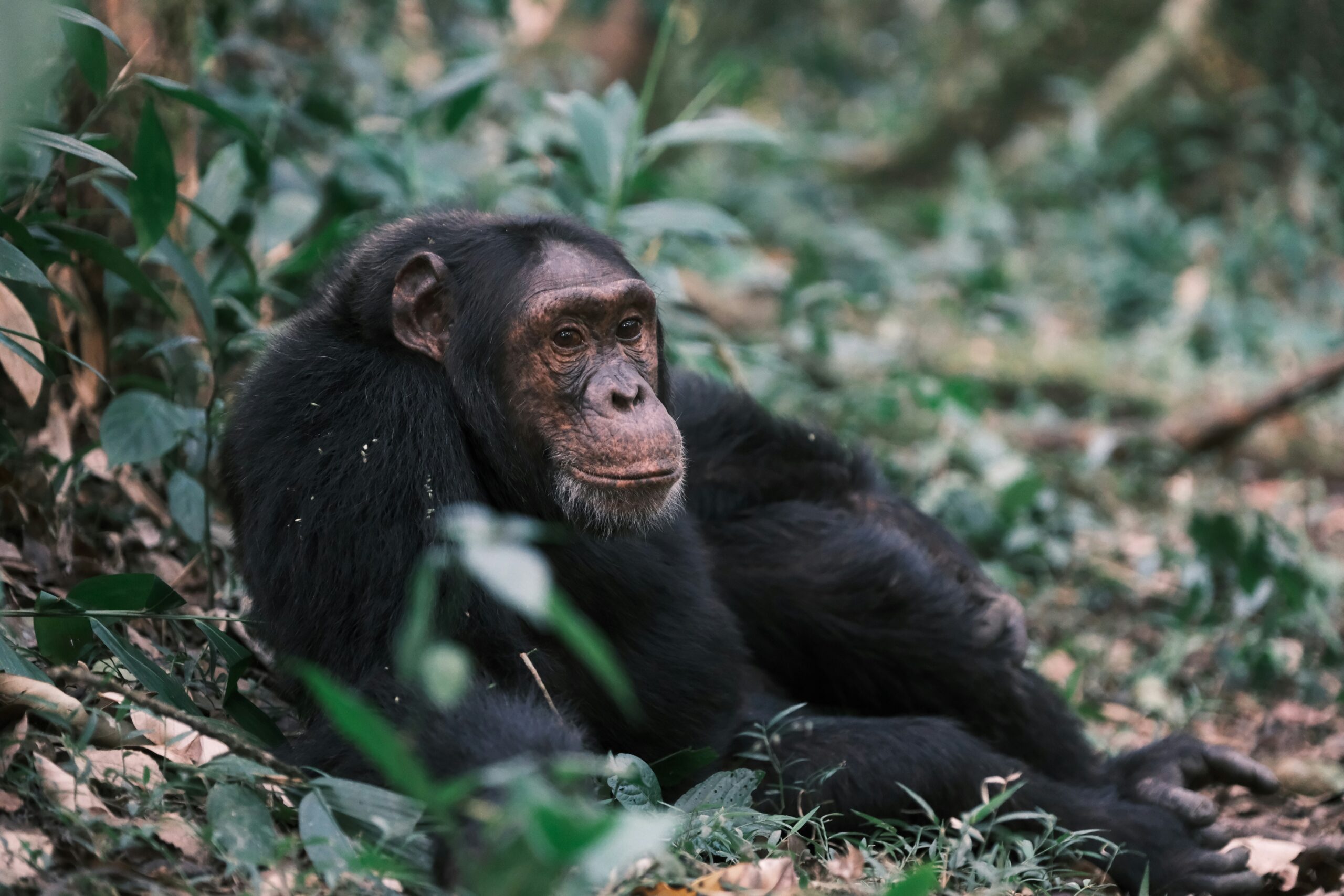 Chimpanzee in natural habitat