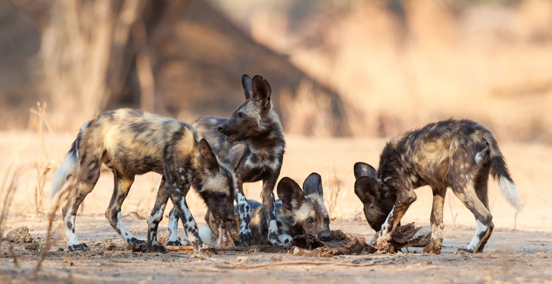 African wild dogs feeding on prey
