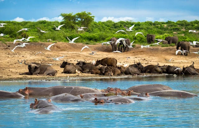 A safari along the River Nile offers one of the most diverse travel experiences in Uganda. Visitors enjoy wildlife viewing, birdwatching, fishing, rafting, photography, cultural experiences, and scenic beauty connected to one legendary river.

