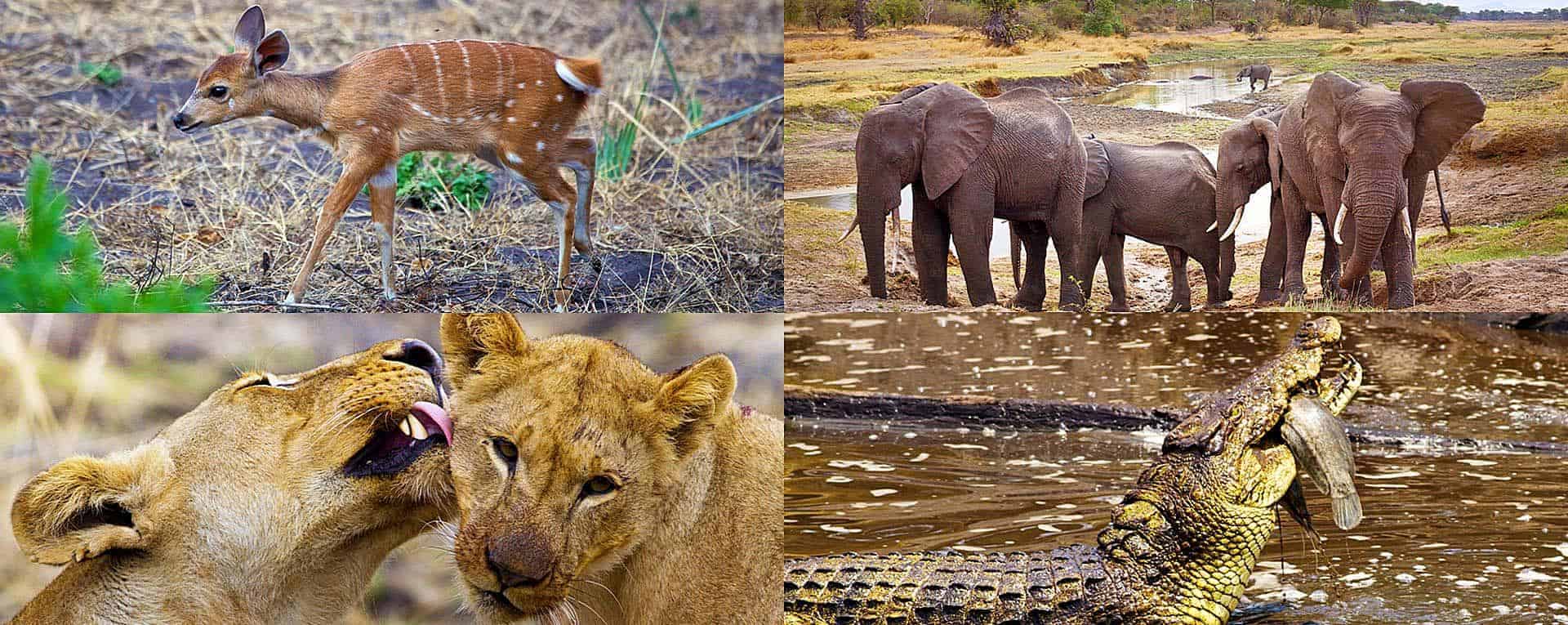 Katavi National Park supports some of the richest and most dramatic wildlife populations in Tanzania and is widely considered one of Africa’s greatest hidden safari destinations for large mammals, predators, and authentic wilderness experiences. The park’s remote location, vast floodplains, permanent rivers, seasonal lakes, and untouched ecosystems create ideal habitats for extraordinary concentrations of wildlife throughout the year.
