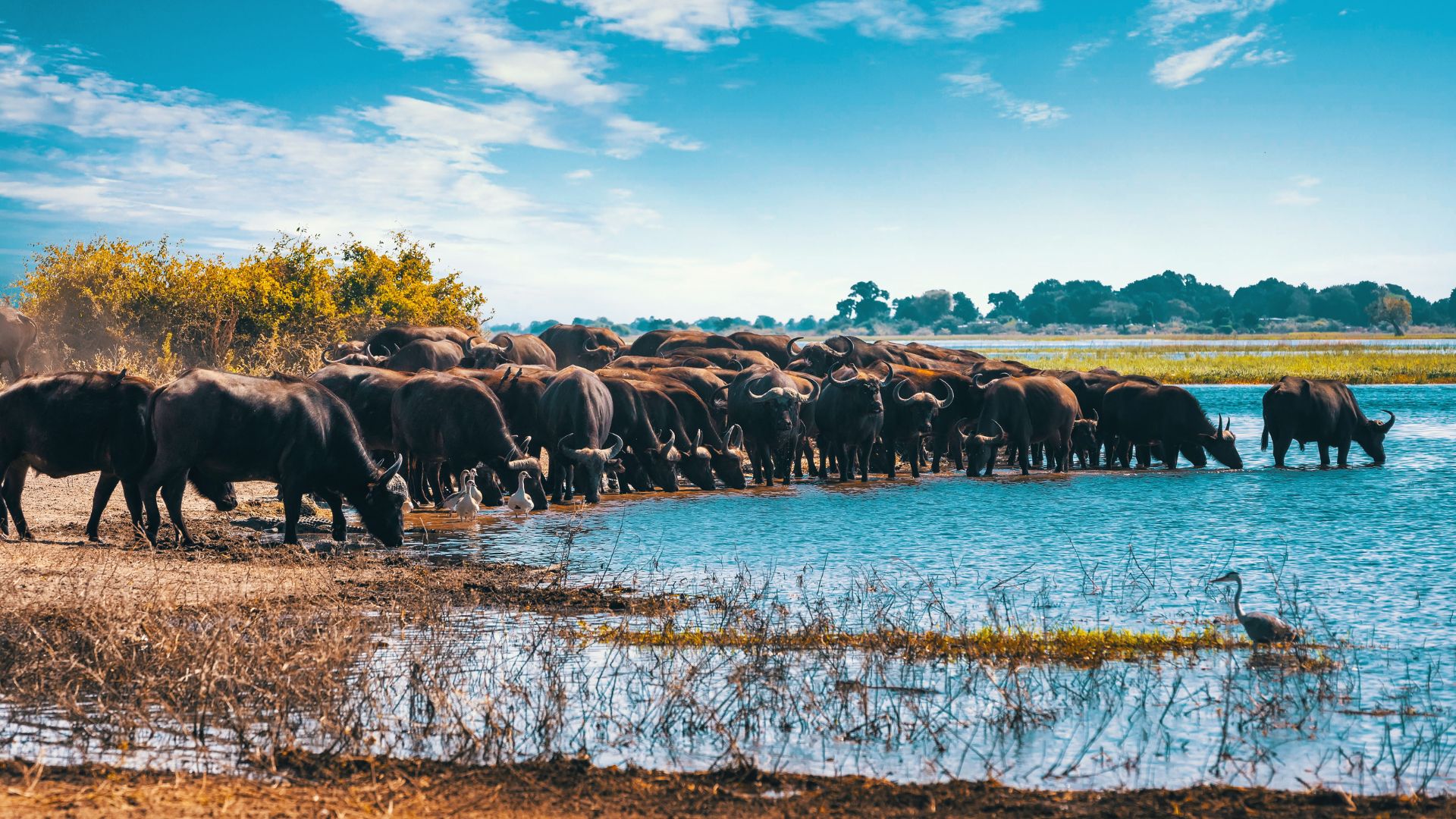Animals taking water at Lake Manyara National Park