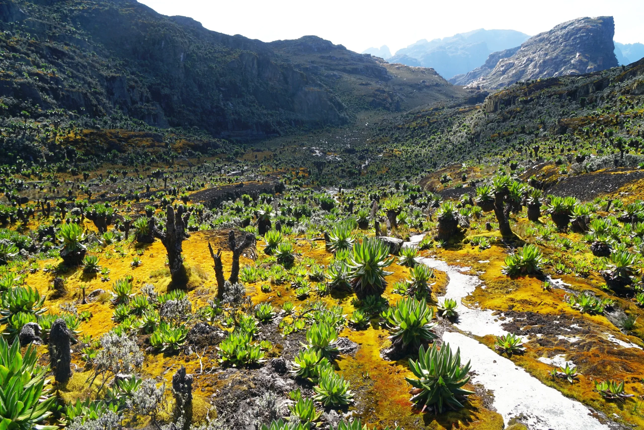 Beautiful scenery of Mount Rwenzori
