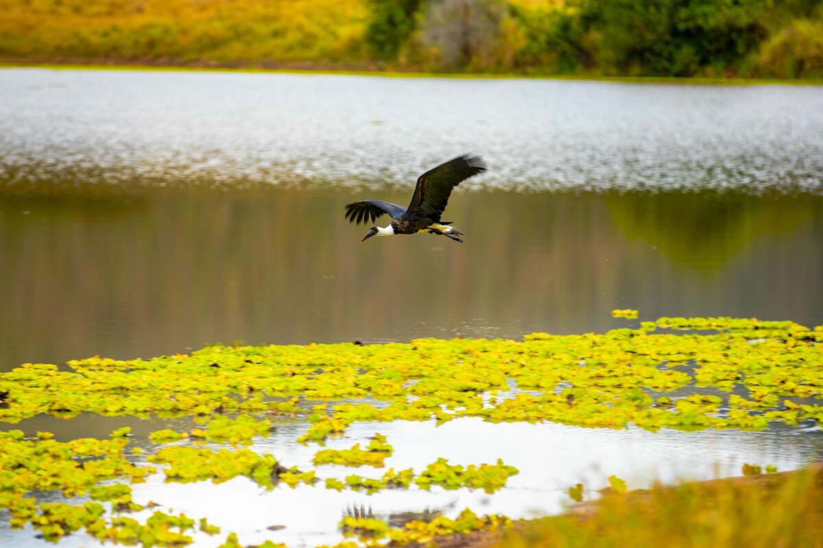 Bird flying over water
