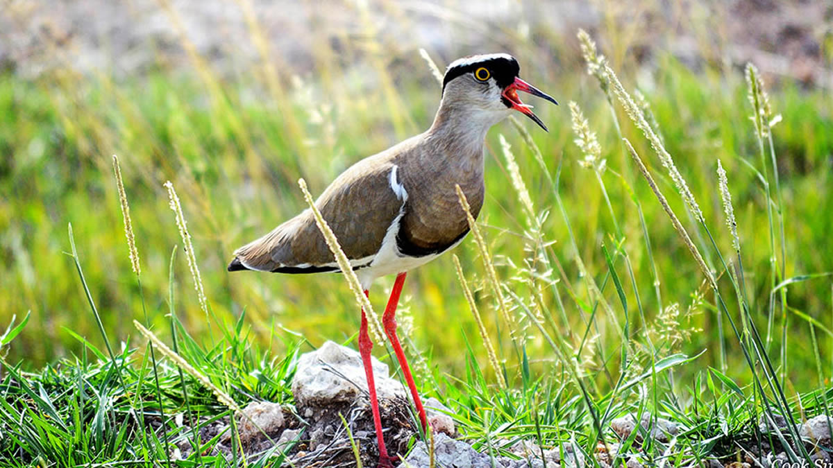 Birding at Semuliki National Park