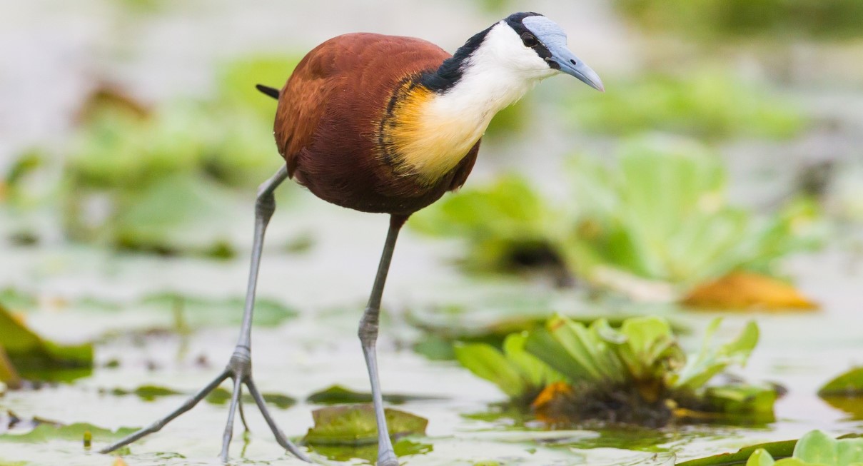 Birding in Semuliki National Park Uganda