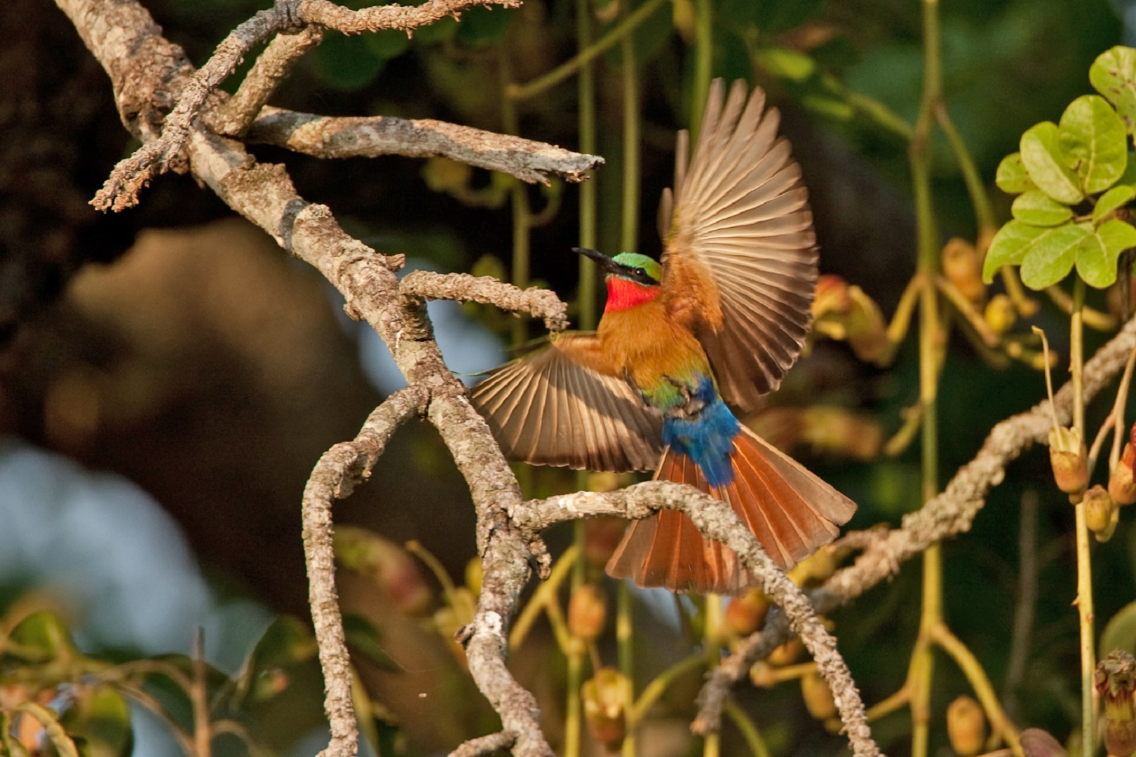 Birding safari in Uganda