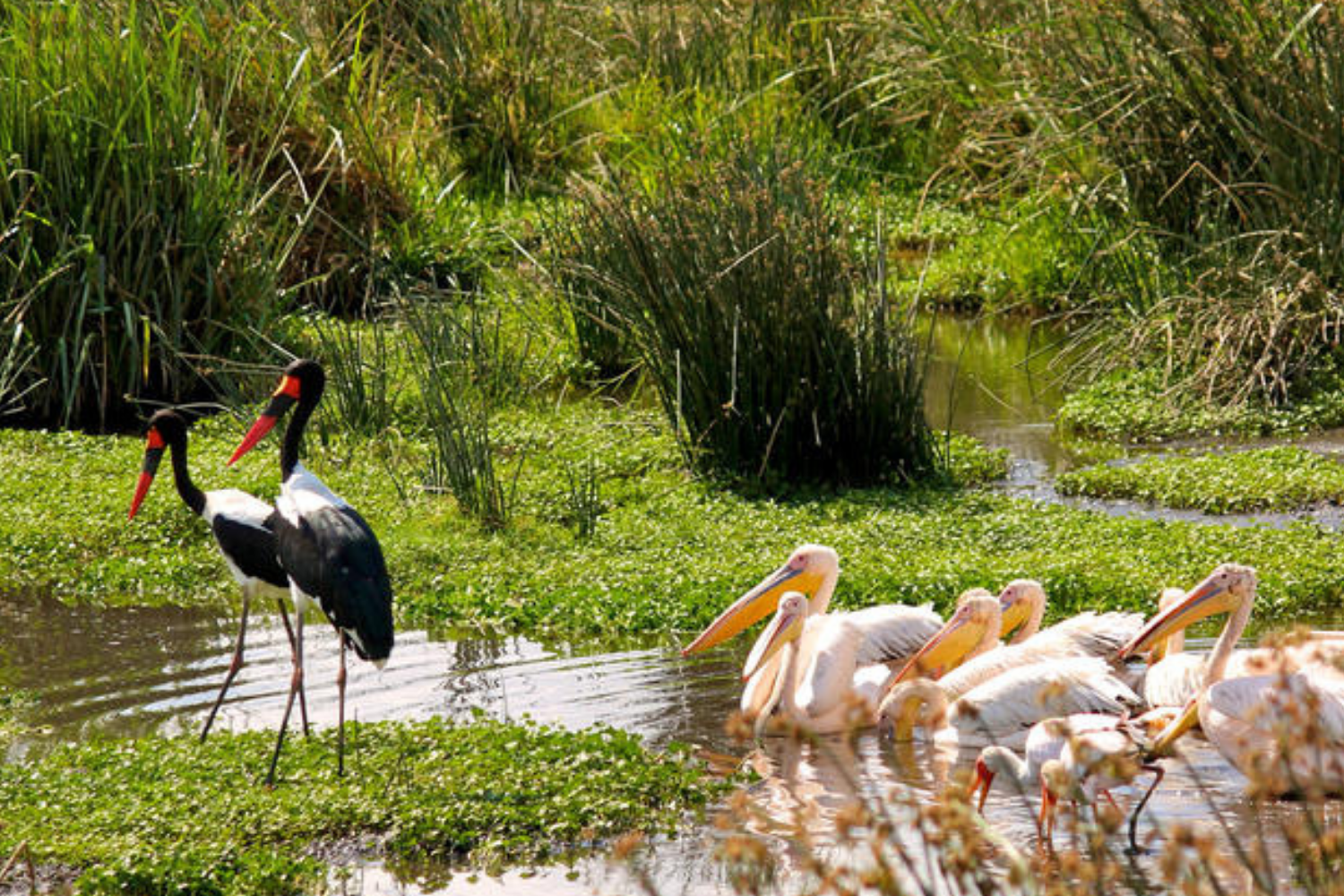 Aberdare National Park is one of Kenya’s top birdwatching destinations and attracts bird enthusiasts from around the world due to its exceptional diversity of forest, highland, and moorland bird species. The park’s varied ecosystems create ideal habitats for both endemic and migratory birds, making birdwatching rewarding throughout the year.
