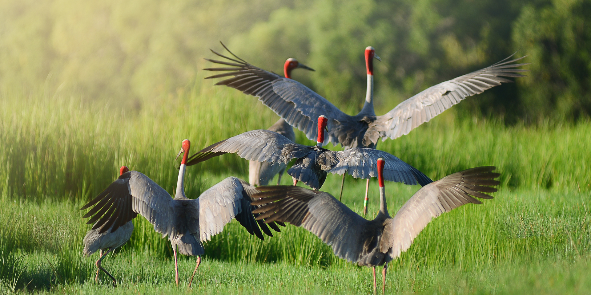 For birdwatching enthusiasts, Lake Manyara is a world-class destination, providing incredible opportunities to spot a variety of bird species in a range of habitats. Over 400 species of birds have been recorded in the park, making it one of the best places in Tanzania for both amateur and seasoned birdwatchers. The park’s birdlife is exceptionally diverse, with many resident species alongside migratory birds that stop by the park during different seasons.
