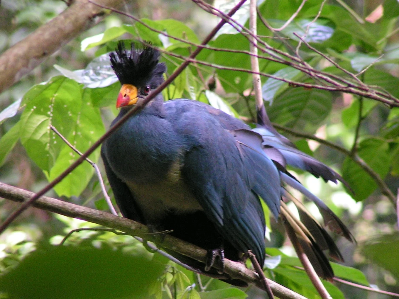 Birding at Broadbill Forest Camp