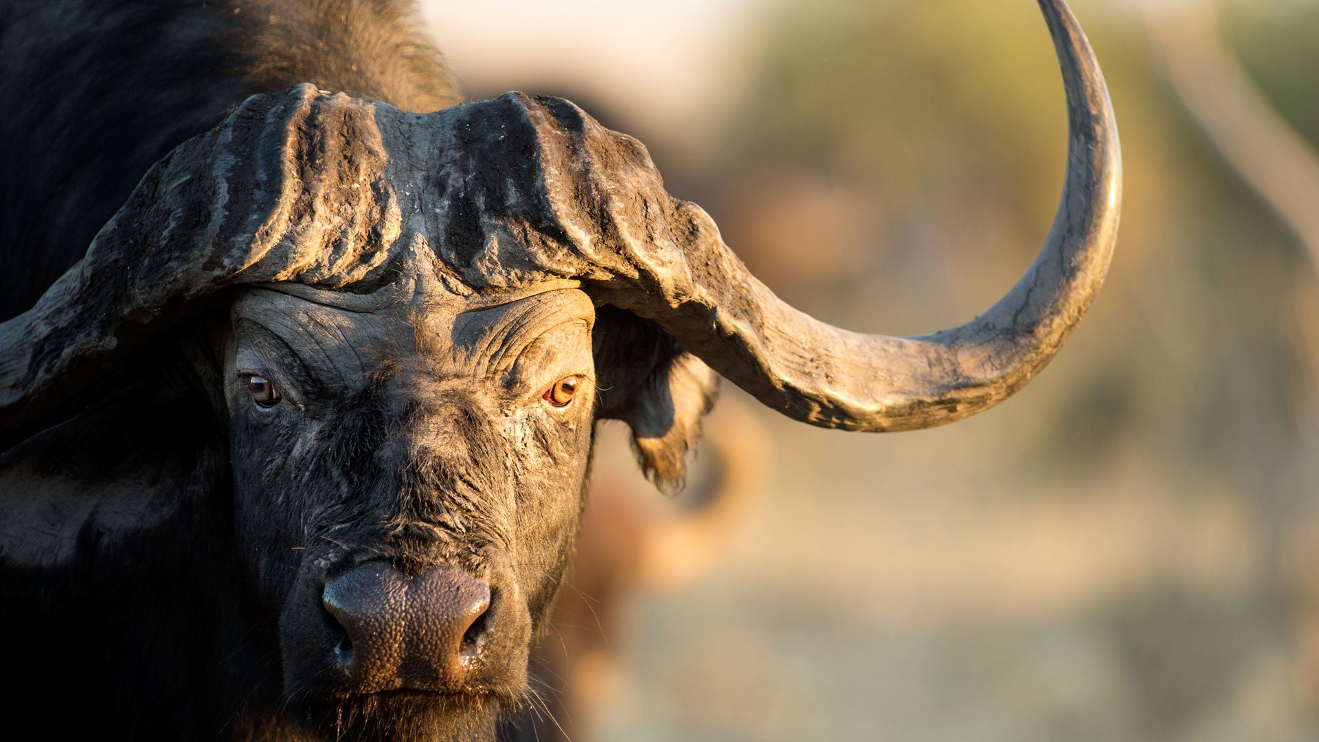 Buffalo face close-up in Tanzania