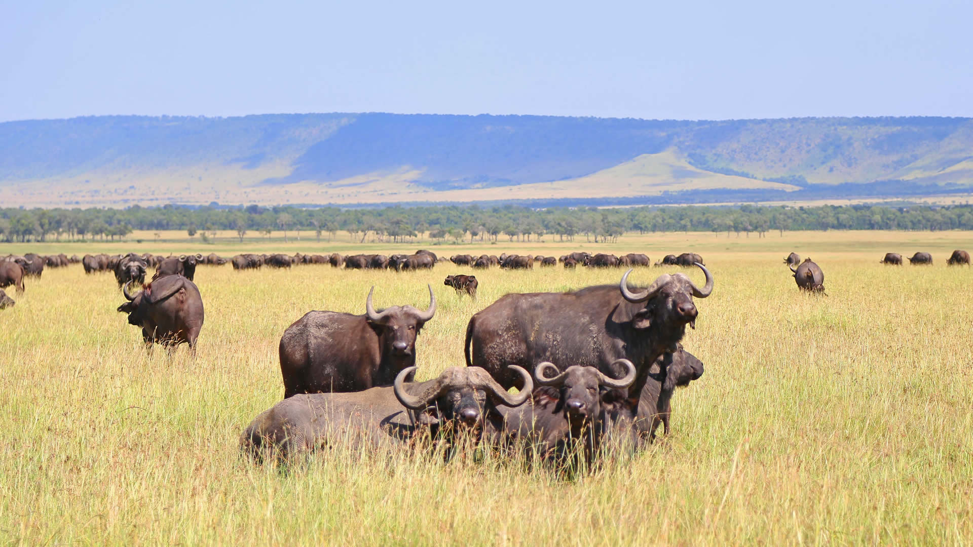 Buffaloes in Ngorongoro Conservation Area