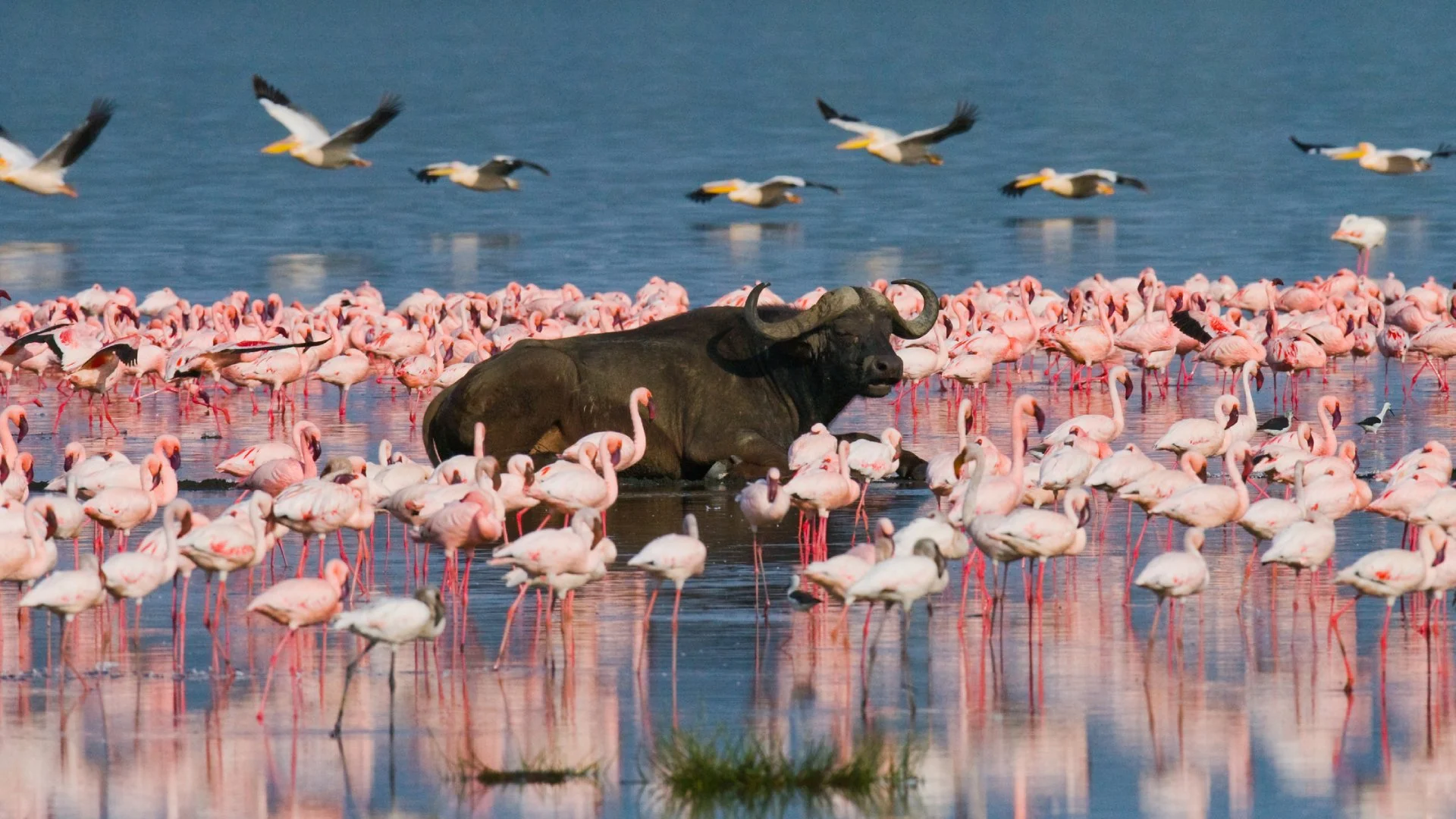 Buffalo and flamingos at Lake Nakuru National Park