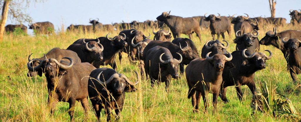 Buffaloes in Kidepo Valley National Park