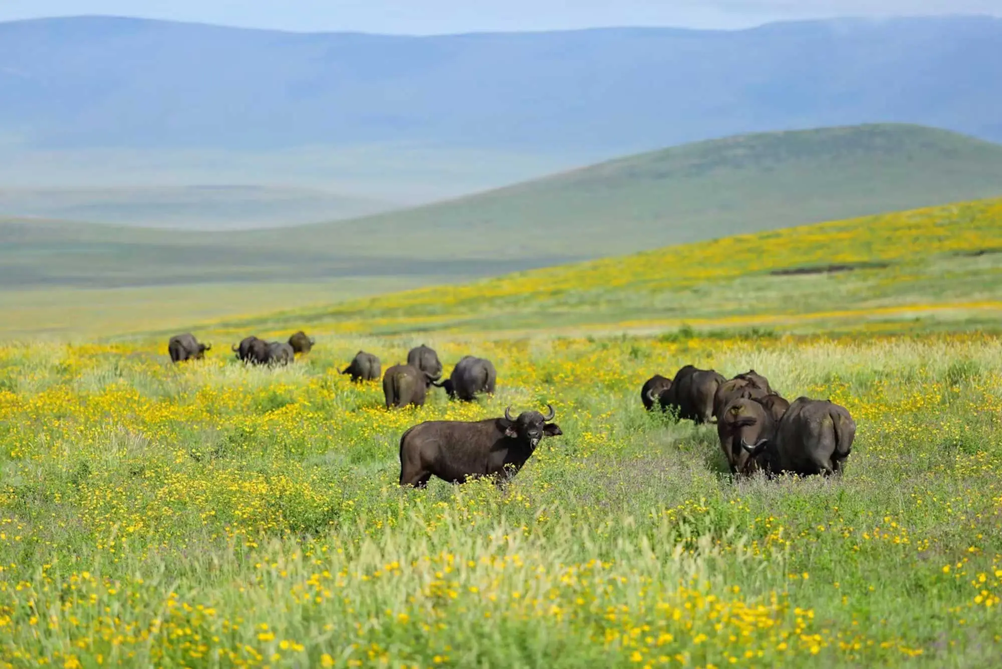 Buffaloes at Kitulo National Park