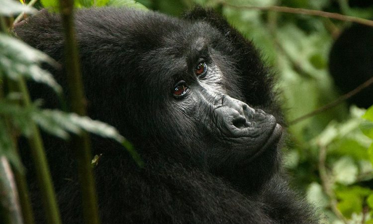 Bwindi Gorilla Tour in Uganda