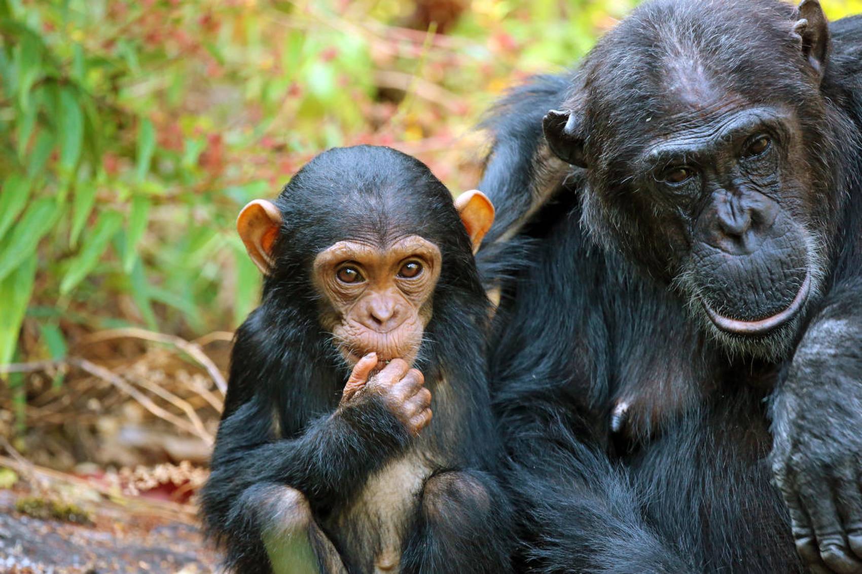 Chimpanzee and its baby at Mahale Mountains National Park