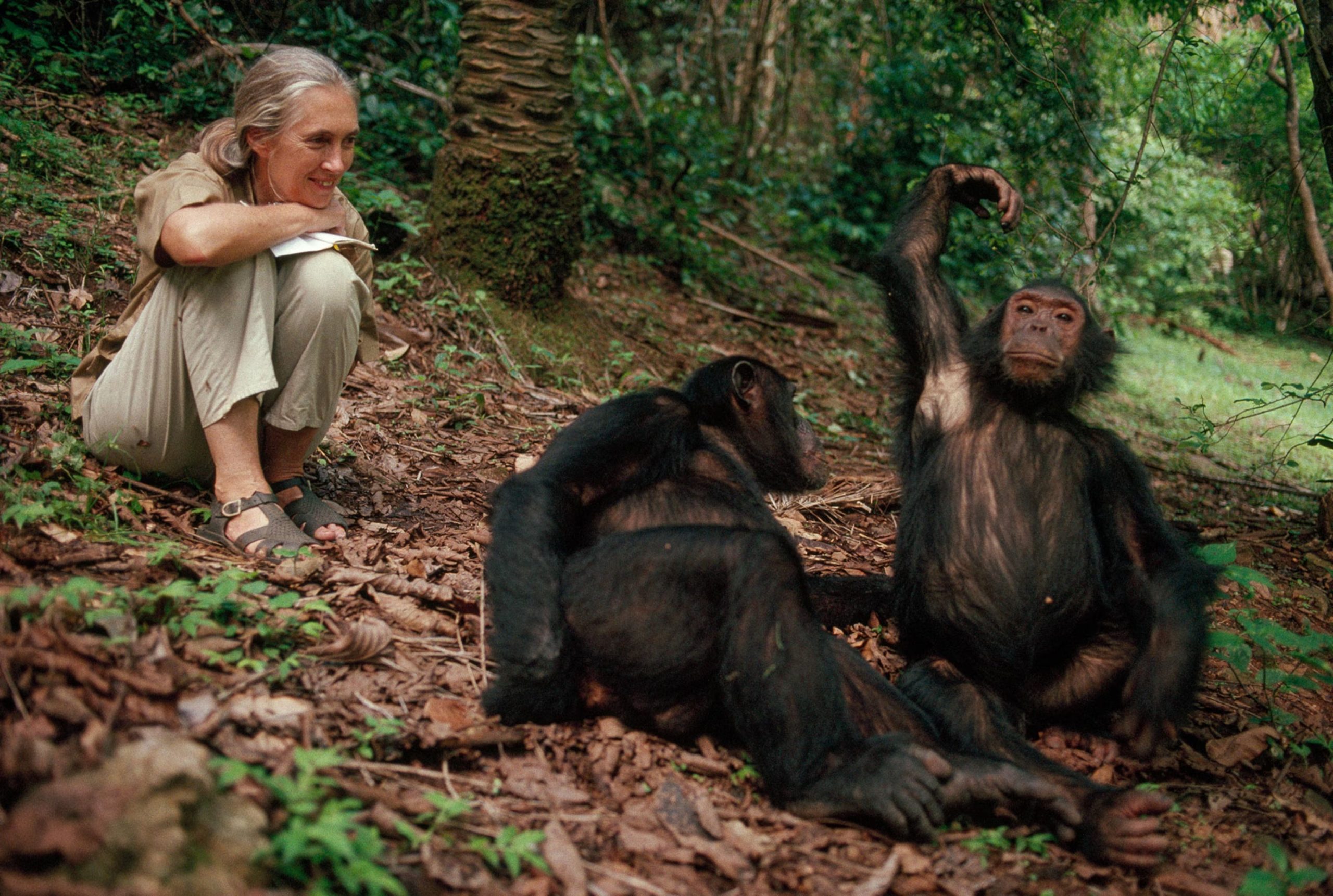 Book unforgettable Chimpanzee Tracking safaris in Uganda, Rwanda, and Congo with Boots in the Jungle Safaris and experience Africa’s incredible primates, tropical rainforests, wildlife safaris, and authentic jungle adventures.
