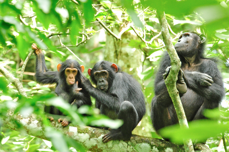 Chimpanzee trekking is undoubtedly one of Nyungwe National Park’s most sought-after experiences, attracting wildlife enthusiasts and adventurers from around the world. This activity allows you to observe these fascinating primates in their natural, unspoiled habitat. Nyungwe is home to several habituated groups of chimpanzees, with the most well-known being the Kahuzi and Nyungwe groups.
