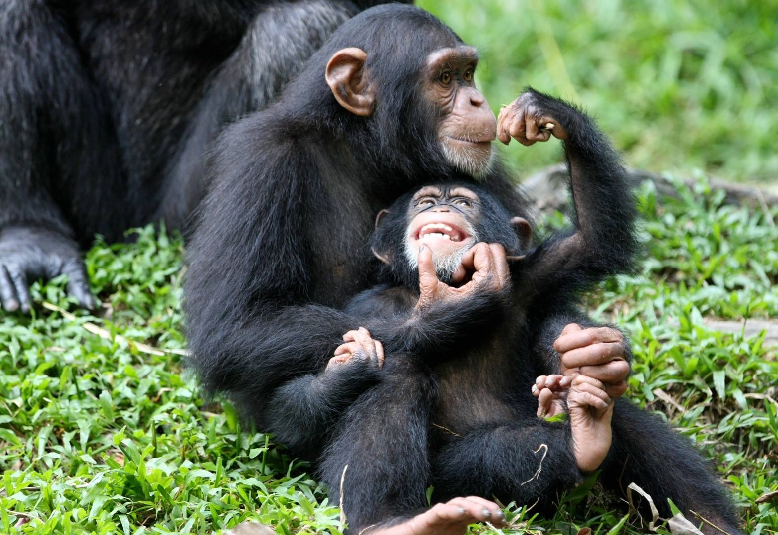 Chimpanzee in Kibale National Park