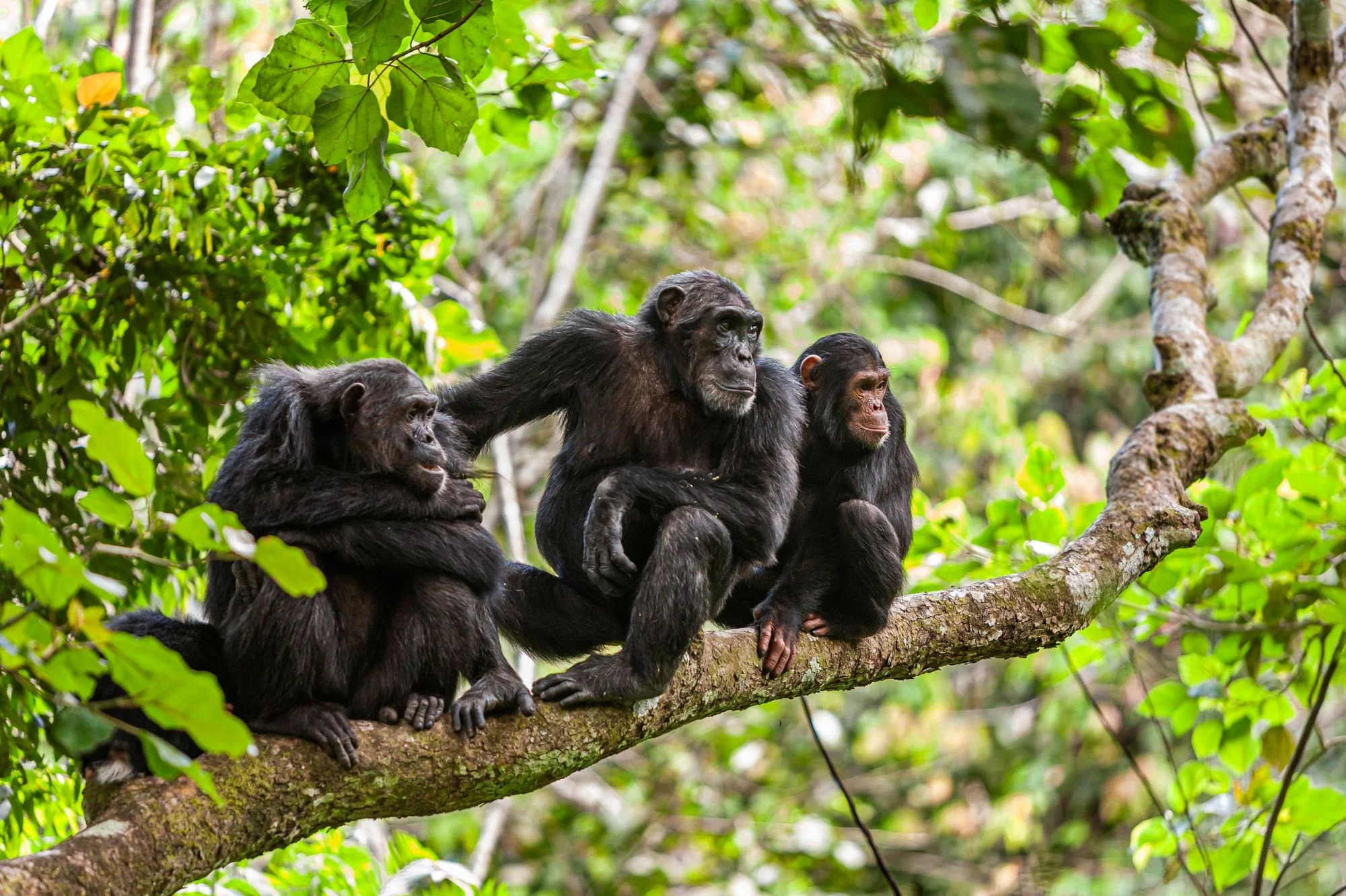 Chimpanzee tracking offers another incredible Wildlife Experience for travelers interested in primates and rainforest adventures.
