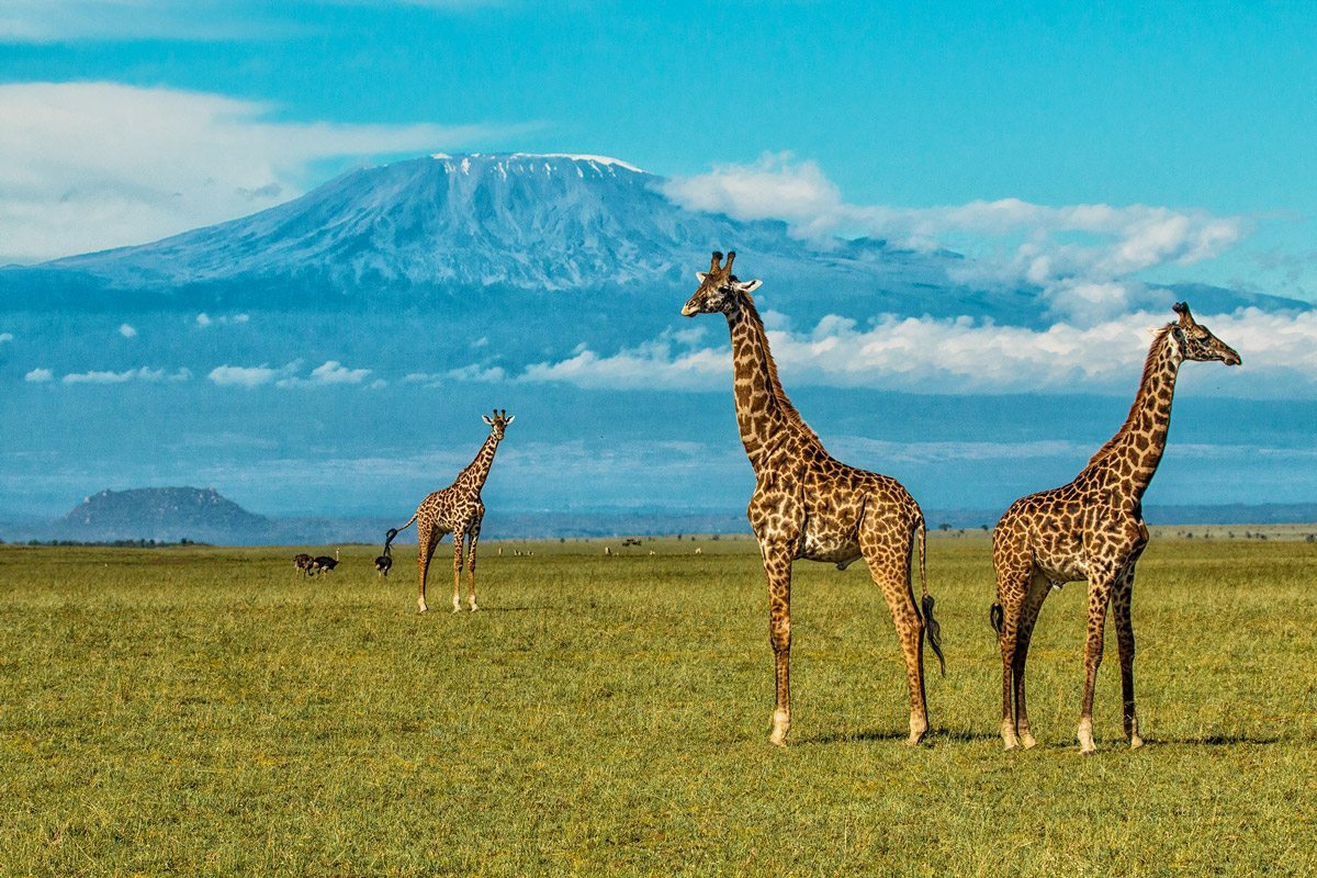 Giraffe at Chyulu Hills National Park